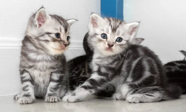 Gatinho americano bonito do gato do shorthair com espaço da cópia — Fotografia de Stock