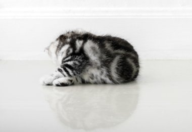 Şirin Amerikalı stenografi kedi kedi kopya alanı ile