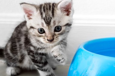 Şirin Amerikalı stenografi kedi kedi kopya alanı ile