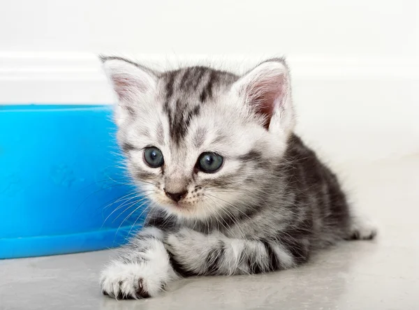 Lindo americano taquigrafía gato gatito con copia espacio — Foto de Stock