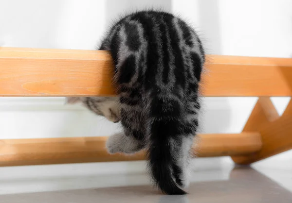 Gatinho americano bonito do gato do shorthair com espaço da cópia — Fotografia de Stock