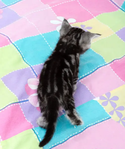 Gatinho americano bonito do gato do shorthair com espaço da cópia — Fotografia de Stock