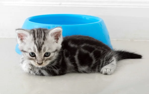 Süße amerikanische Kurzhaarkatze mit Kopierraum — Stockfoto