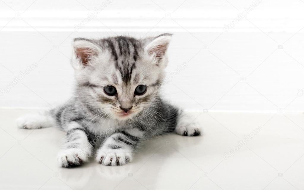 leuke amerikaanse korthaar kat katje met kopie ruimte — stockfoto