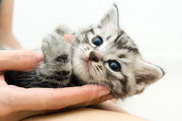 Americano taquigrafía gatito es en las manos de el propietario —  Fotos de Stock