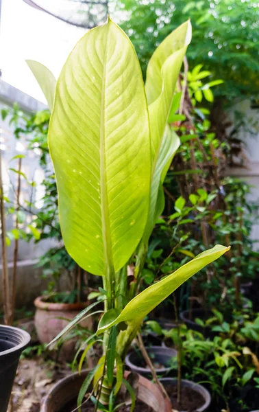 Plátano joven y hoja — Foto de Stock