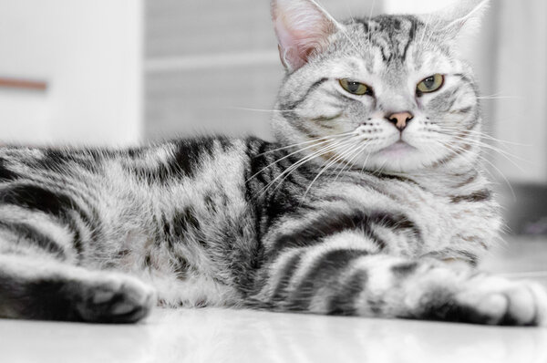 American shorthair cat is sitting and looking forward