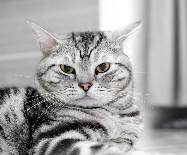 American shorthair cat is sitting and looking forward