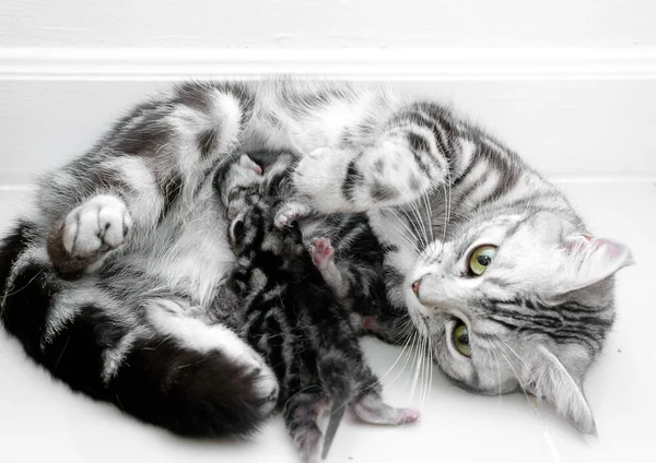 American shorthair madre gato estaba amamantando — Foto de Stock