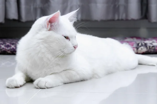 Gato branco está sentado no chão e olhando no lado direito — Fotografia de Stock