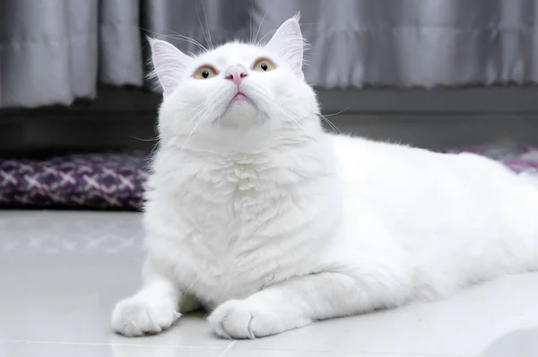 Gato branco está com medo — Fotografia de Stock