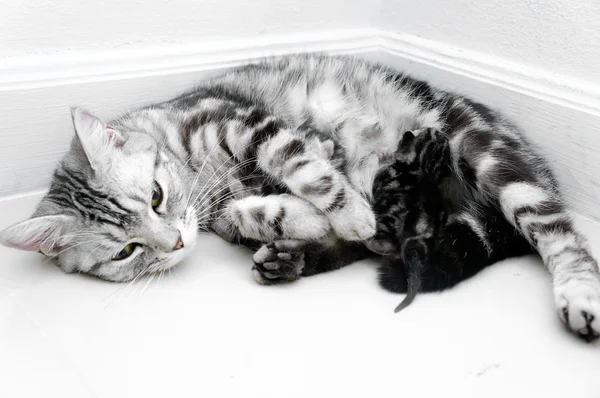 American shorthair mãe gato estava amamentando — Fotografia de Stock