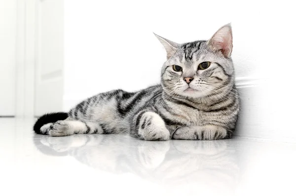 American shorthair cat is sitting and looking forward — Stock Photo, Image