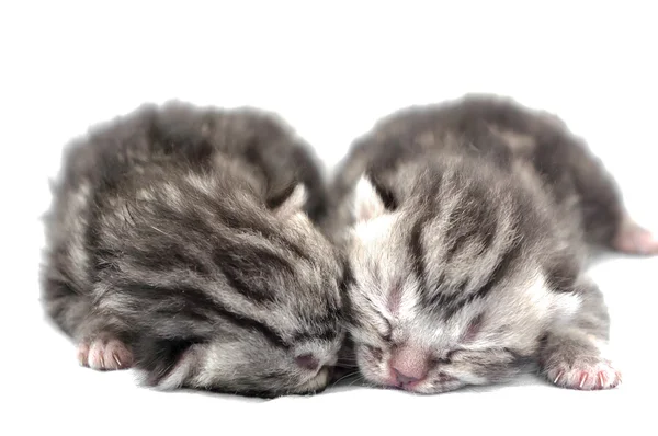 Recién nacido americano gato de taquigrafía gatito. Aislado sobre fondo blanco — Foto de Stock