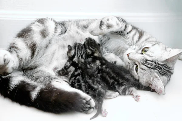 American shorthair mother cat was breastfeeding — Stock Photo, Image