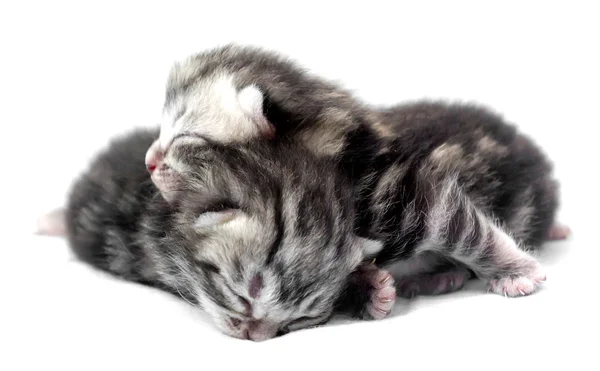 Recién nacido americano gato de taquigrafía gatito. Aislado sobre fondo blanco — Foto de Stock