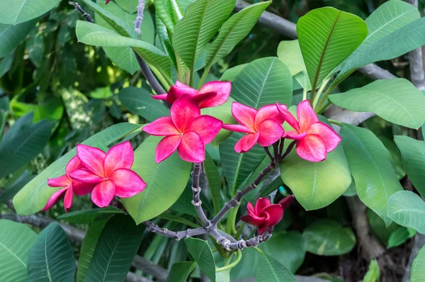 Frangipani flores tropicais, Plumeria flores frescas — Fotografia de Stock