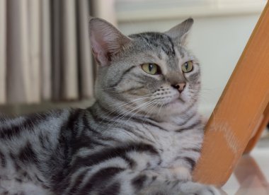 Amerikalı stenografi kedi