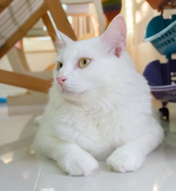 Beyaz kedi yere oturuyor ve ileriye dönük