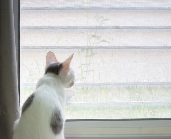 Gato branco está olhando para fora — Fotografia de Stock