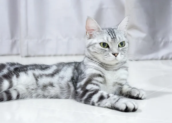 American gato shorthair está sentado e olhando para a frente — Fotografia de Stock