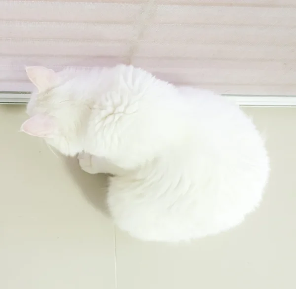 White cat in top view — Stock Photo, Image