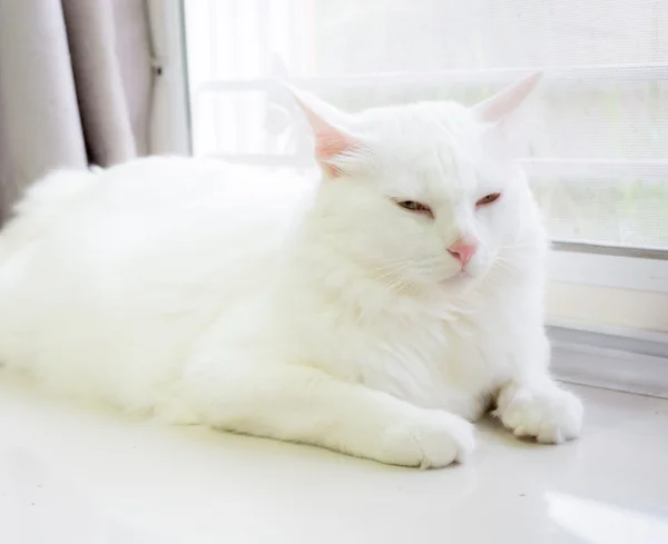 Gato branco está sentado no chão e olhando para a frente — Fotografia de Stock