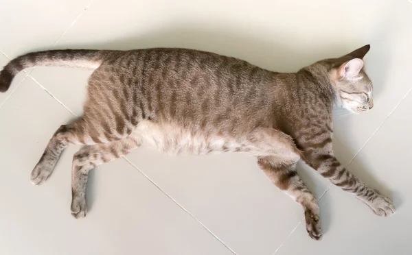 Gato marrom está dormindo no chão — Fotografia de Stock