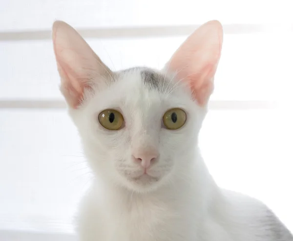 Gato branco está ansioso — Fotografia de Stock