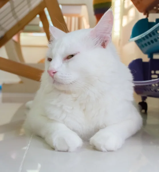 Gato branco está sentado no chão e olhando para a frente — Fotografia de Stock