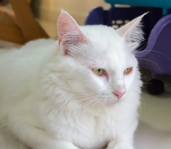 Gato branco está sentado no chão e olhando para a frente — Fotografia de Stock