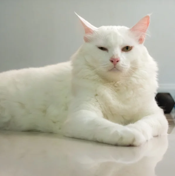 Gato branco está sentado no chão e olhando para a frente — Fotografia de Stock