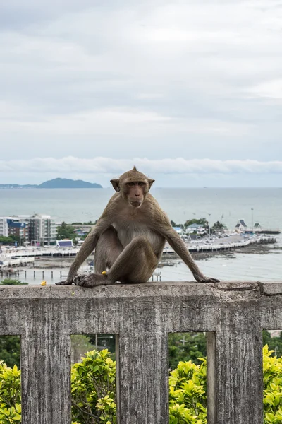Monkey on the mountain city in the background — Stock Photo, Image