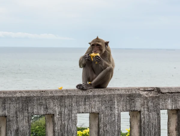Małpa jest siedzi i jeść mango — Zdjęcie stockowe