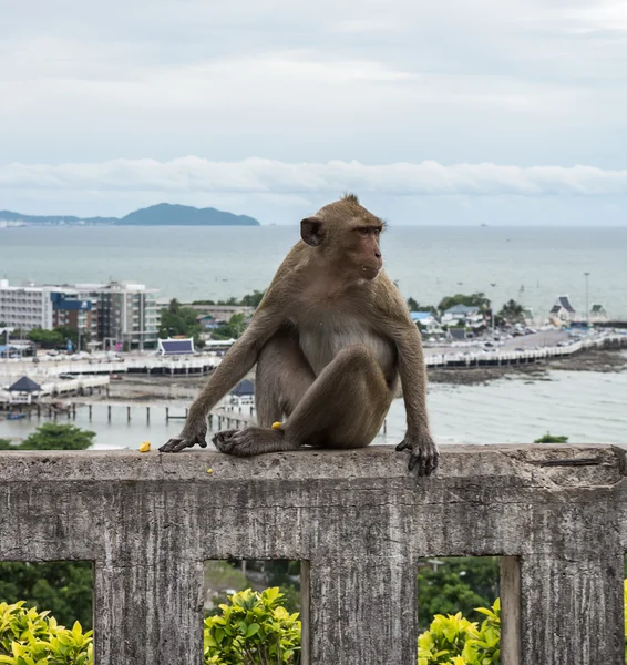 Małpa na miasto, góry w tle — Zdjęcie stockowe