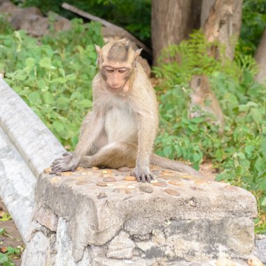 Beton duvar üzerinde oturan maymun