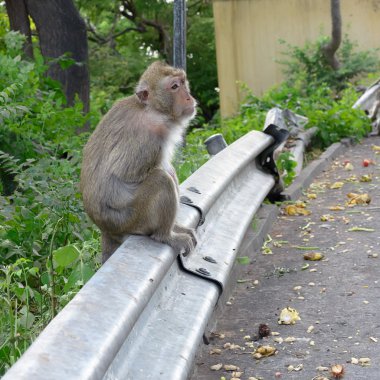 Beton duvar üzerinde oturan maymun