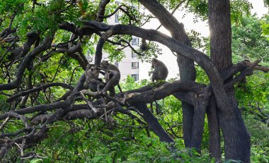 Maymunların ağaçta oturuyorlar