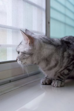 Amerikalı stenografi kedi dört gözle bekliyor