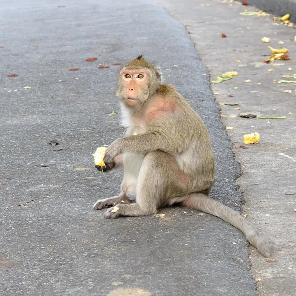 Małpa siedzi na konkretne walla — Zdjęcie stockowe