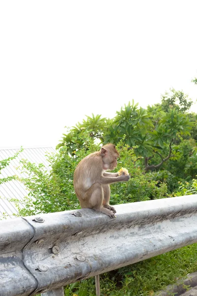 Macaco sentado na parede de concreto — Fotografia de Stock