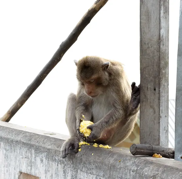 Małpa siedzi na konkretne walla — Zdjęcie stockowe