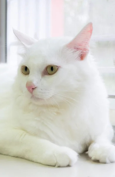 Gato branco está sentado no chão e olhando para a frente — Fotografia de Stock