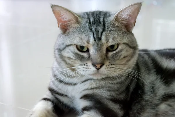American gato shorthair está sentado e olhando para a frente — Fotografia de Stock