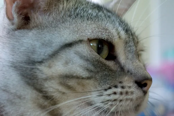 American gato shorthair está ansioso — Fotografia de Stock