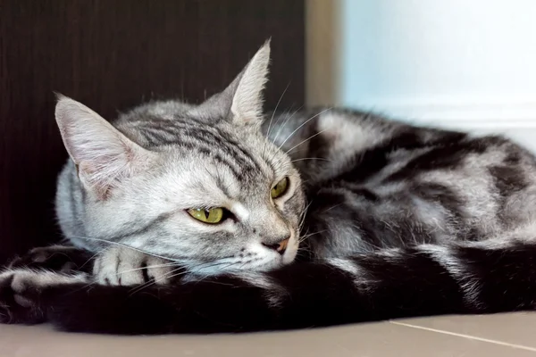 American shorthair gatto è seduto e in attesa — Foto Stock