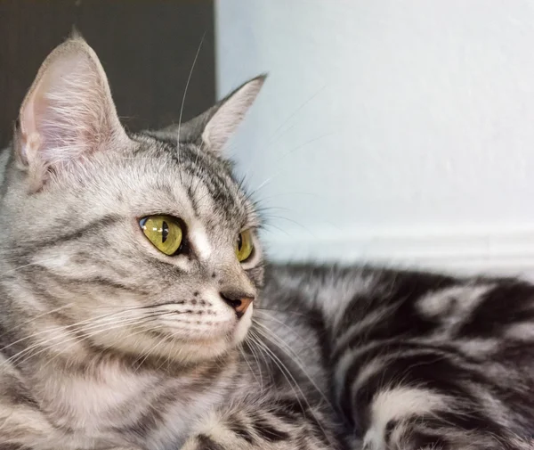 American gato shorthair está sentado e olhando para a frente — Fotografia de Stock