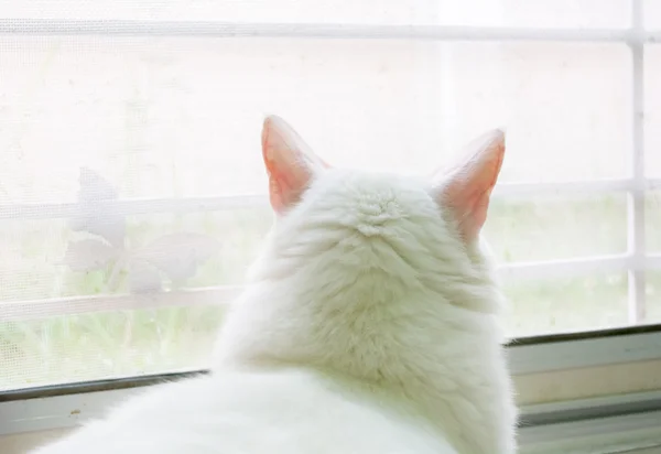 Белая кошка с нетерпением ждет — стоковое фото