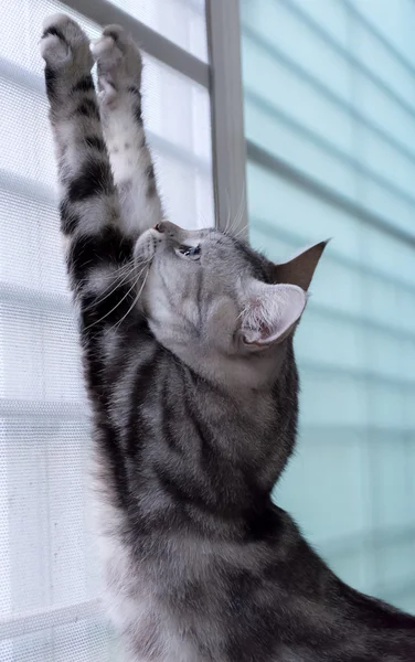 Américain chat cheveux courts ont été gratter des ongles — Photo