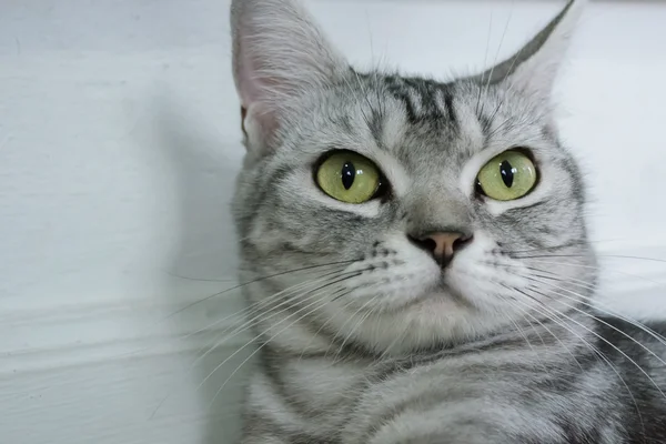 American Shorthair gato — Fotografia de Stock